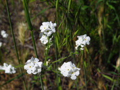 Cryptantha intermedia