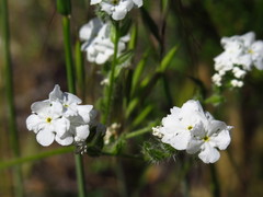 Cryptantha intermedia