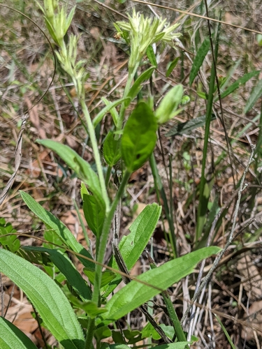 Image of Lithospermum virginianum by (c) Scott Allen Davis, some rights reserved (CC BY)
