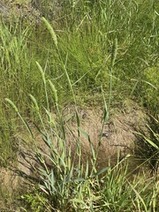 Phalaris caroliniana