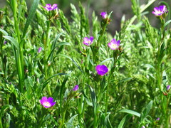 Calandrinia menziesii