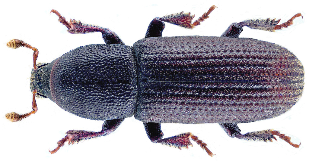 Black Pinebark Beetle