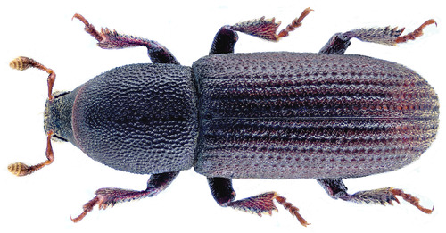 Black Pinebark Beetle