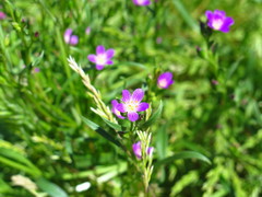 Calandrinia menziesii