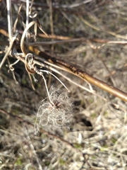 Clematis virginiana