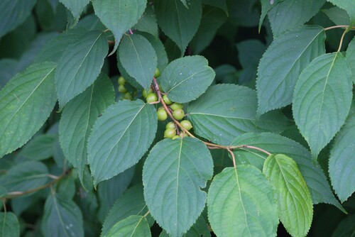 Stachyurus praecox observed 2026-07-01