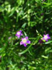 Calandrinia menziesii