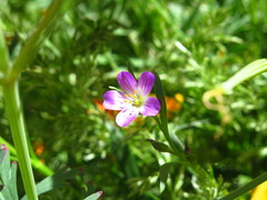 Calandrinia menziesii