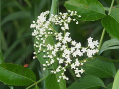 American black elderberry