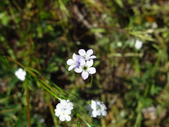 Gilia angelensis