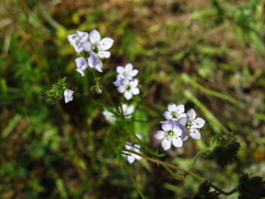 Gilia angelensis