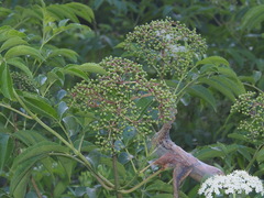 American black elderberry