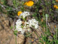 Eriogonum fasciculatum
