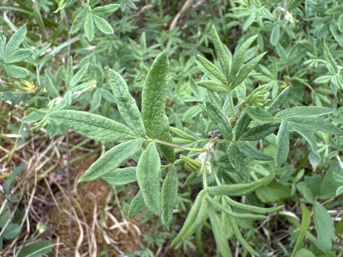 shrubby cinquefoil