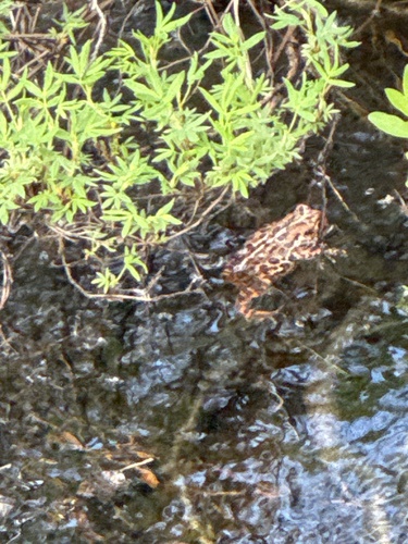 American Toad