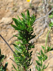 Eriogonum fasciculatum