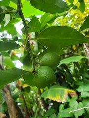 Citrus × aurantiifolia