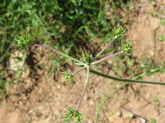Eriogonum fasciculatum