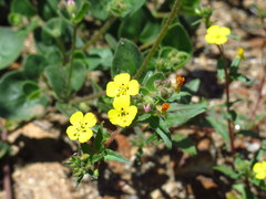 Camissoniopsis bistorta