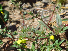 Camissoniopsis bistorta