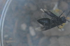 Parachartergus apicalis