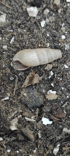 Decollate Snail