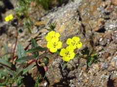 Camissoniopsis bistorta