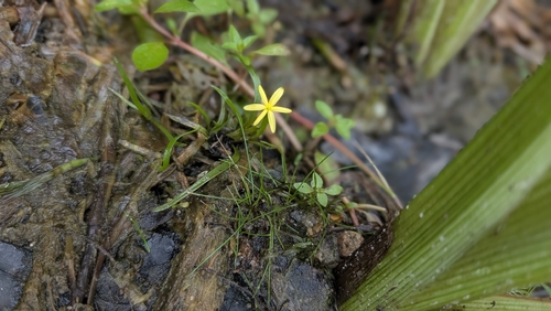 Heteranthera dubia