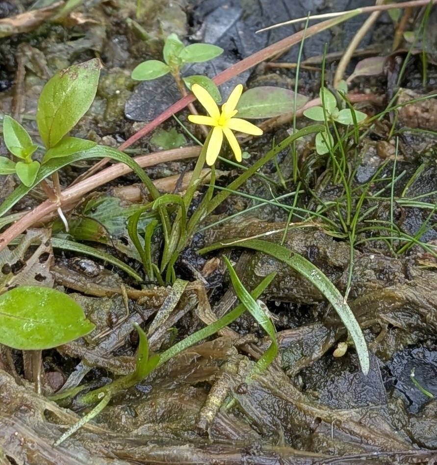 Imagem de Heteranthera dubia