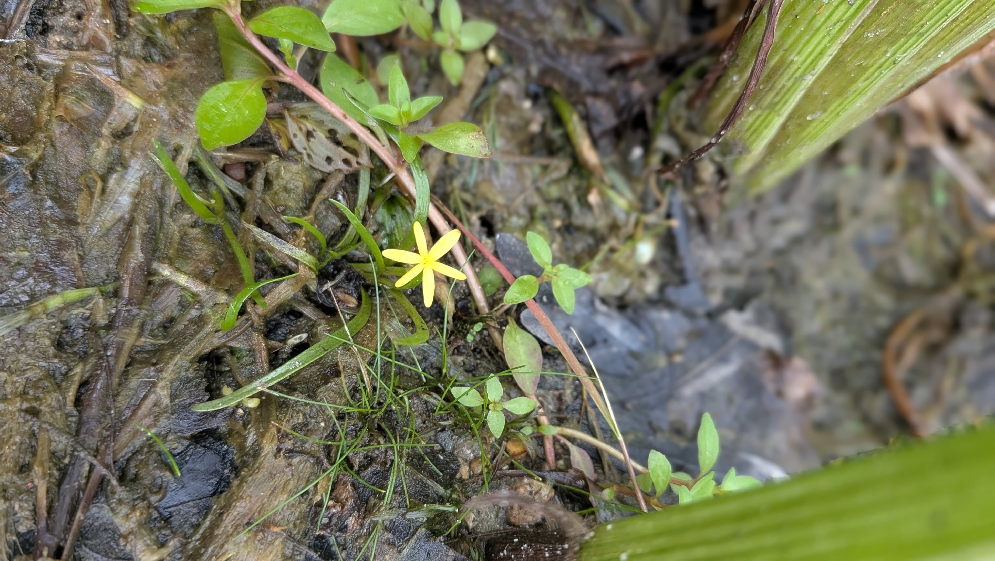 Imagem de Heteranthera dubia