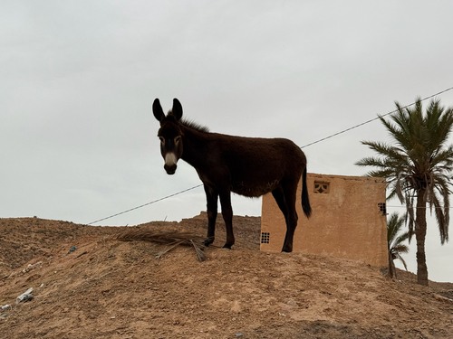 Donkey