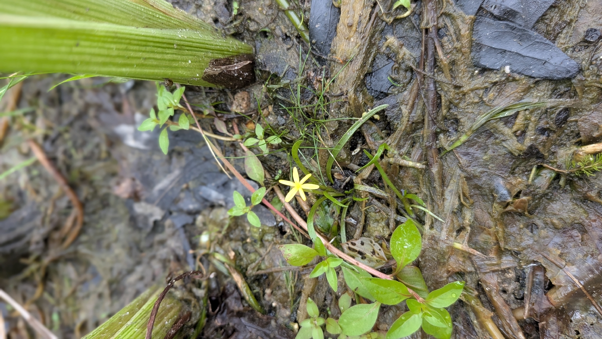 Imagem de Heteranthera dubia