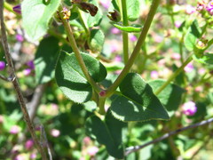 Mirabilis laevis crassifolia