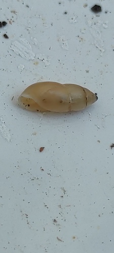 Ferussacia folliculum
