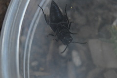 Parachartergus apicalis