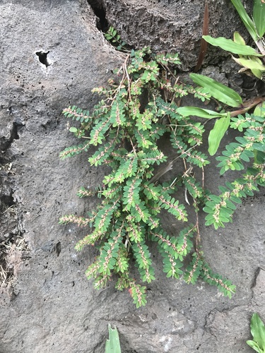 Euphorbia thymifolia observed 2020-04-25