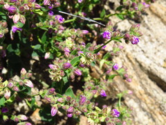 Mirabilis laevis crassifolia