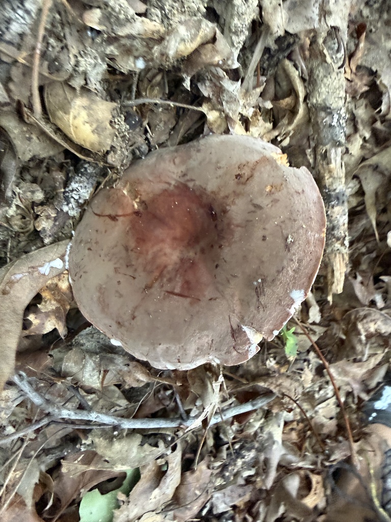 Corrugated-cap Milky · June 2026 · photo: Photo: (c) wiregrasser, some rights reserved (CC BY) · iNaturalist