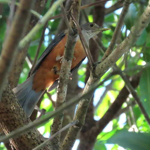 Rufous-bellied Thrush