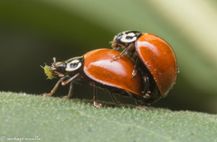 Cycloneda sanguinea