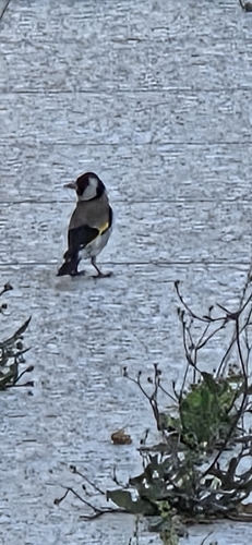 European Goldfinch
