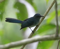 Mindanao Blue-Fantail photo 2