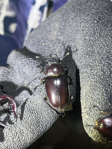 Lucanus maculifemoratus maculifemoratus