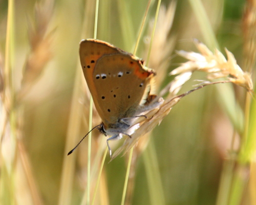 Scarce Copper