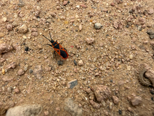Mediterranean red bug