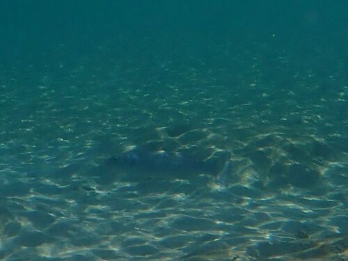 European Seabass