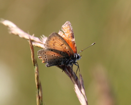 Purple-edged Copper
