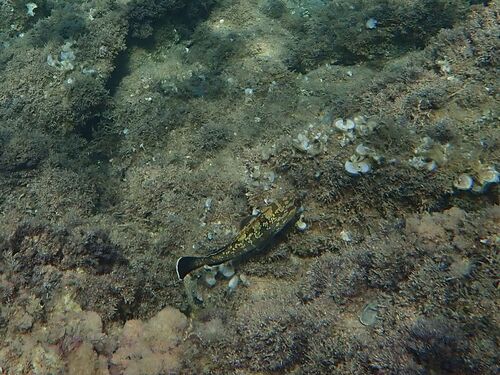 Dusky Grouper