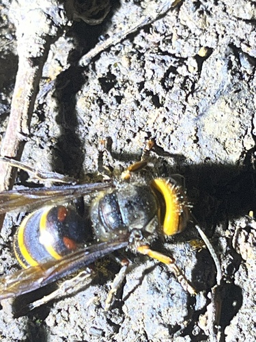 Yellow-vented Hornet