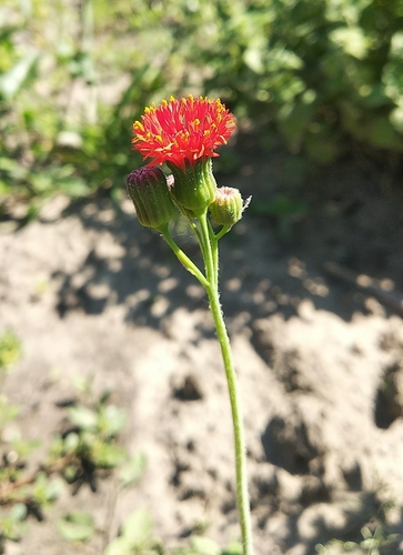 Emilia coccinea observed 2026-06-30